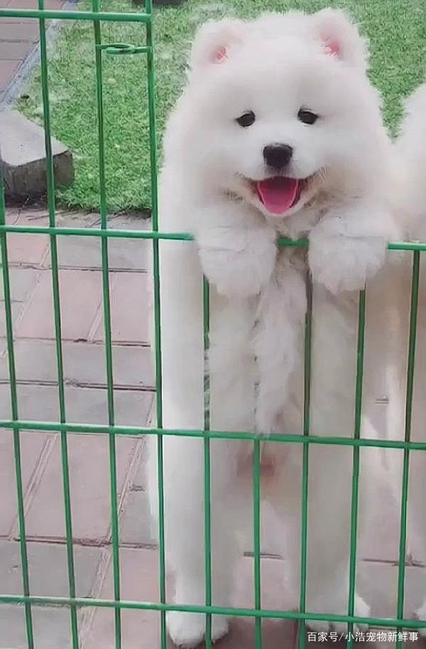 猫咪的抓子有毒吗?揭开神秘的面纱