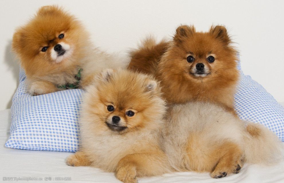 猫咪的警示语:解读宠物护理中的隐藏信号