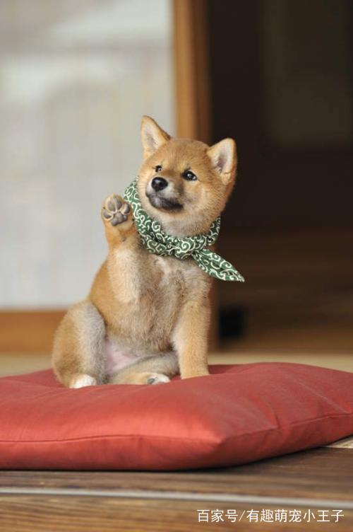 猫息肉是什么原因：揭开猫咪健康谜团